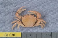 藏品(平背蜞)的圖片